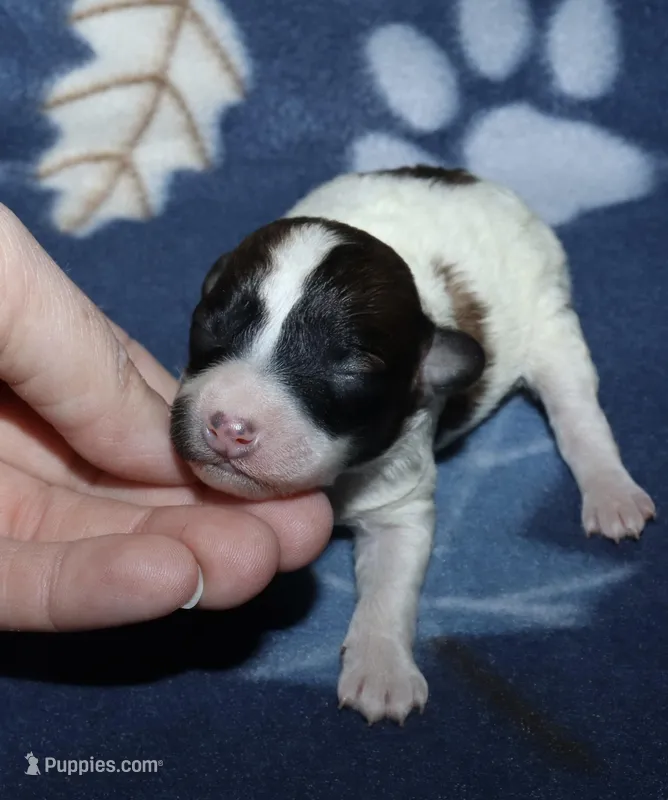 Harlee’s Br&W M – Poodle - Miniature  puppy for sale in Lovely, KY