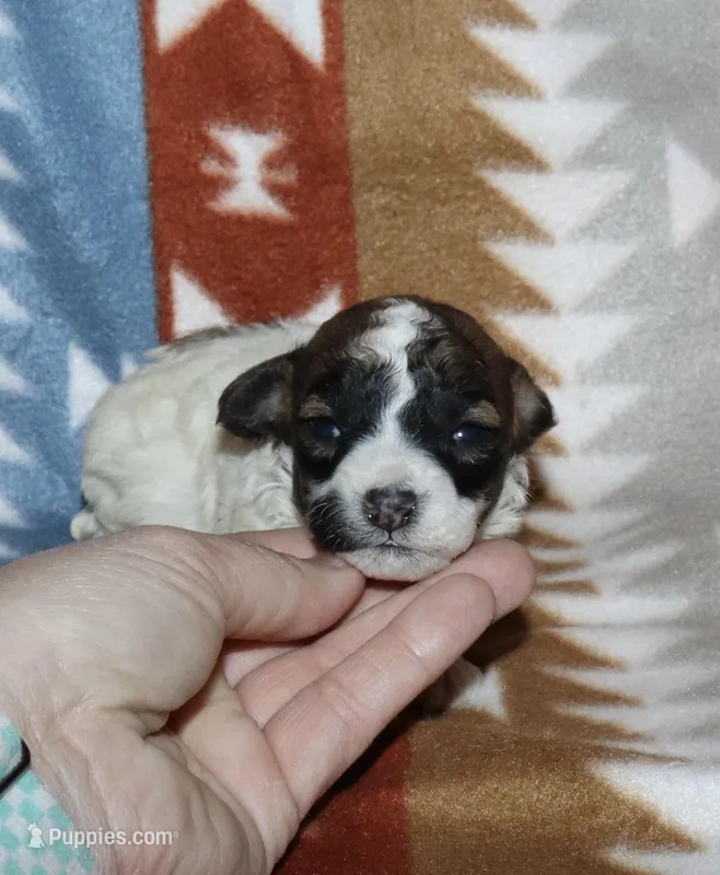 Harlee’s Br&W M – Poodle - Miniature  puppy for sale in Lovely, KY