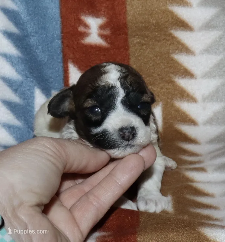Harlee’s Br&W M – Poodle - Miniature  puppy for sale in Lovely, KY