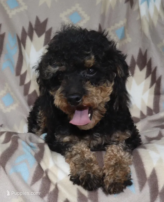 Harlee’s Br&W M – Poodle - Miniature  puppy for sale in Lovely, KY