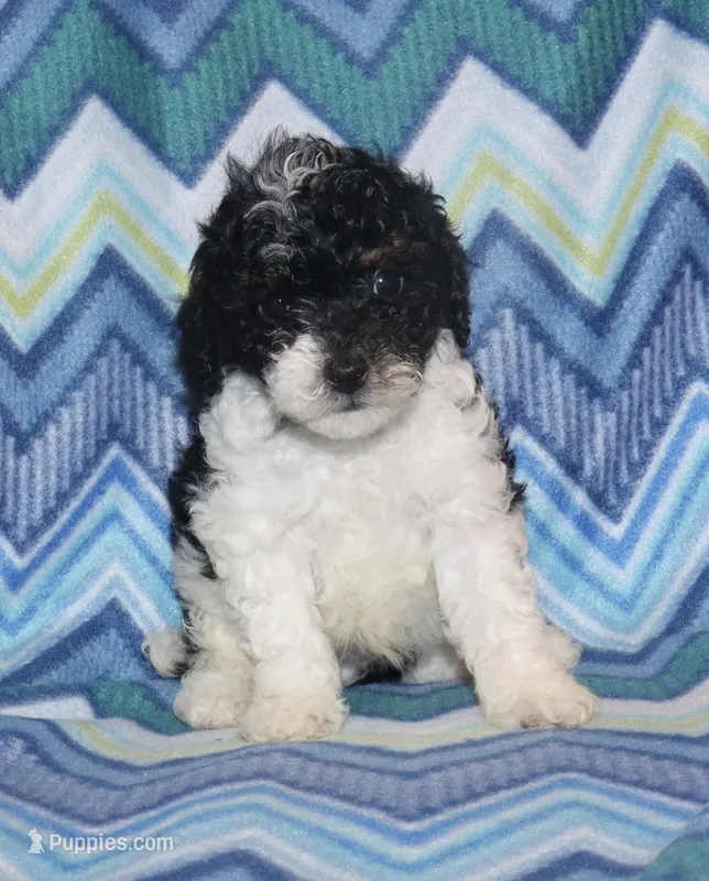 Harlee’s Bl&W M – Poodle - Miniature  puppy for sale in Lovely, KY
