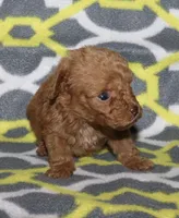 Double T Summer’s Apricot M, a male Poodle - Toy  for sale in Lovely, KY – 2 of 9