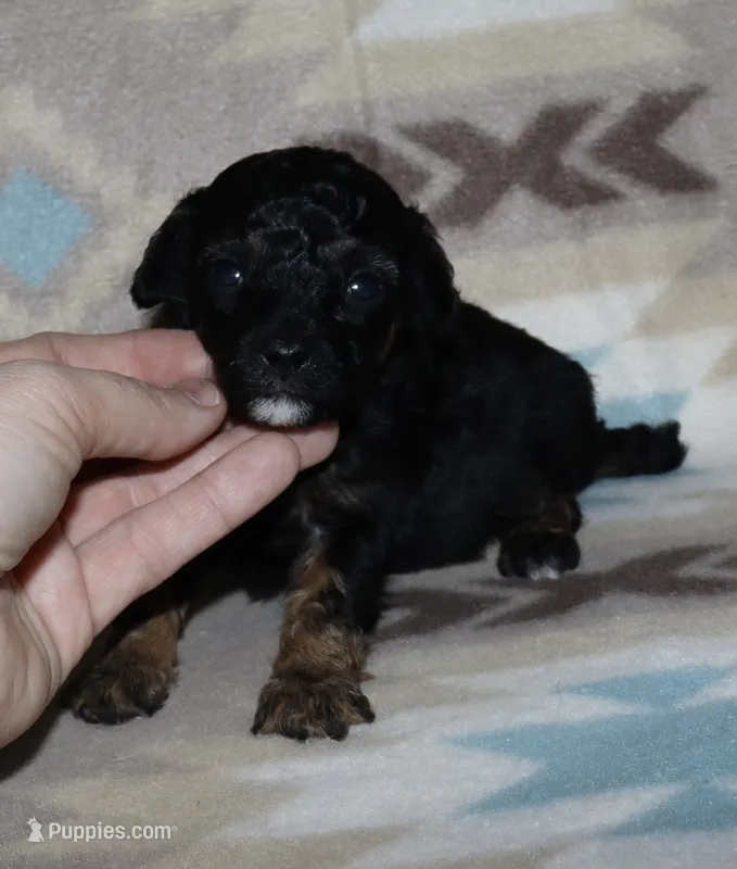 Harlee’s Phantom M – Poodle - Miniature  puppy for sale in Lovely, KY
