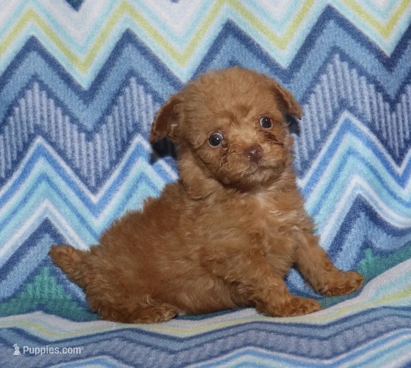 Double T Summer’s Apricot M – Poodle - Toy  puppy for sale in Lovely, KY