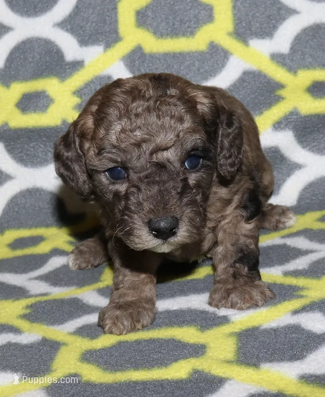 Harlee’s Merle M – Poodle - Miniature  puppy for sale in Lovely, KY