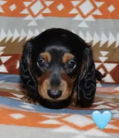 Flossy’s Male, a male Miniature Dachshund for sale in Lovely, KY – 6 of 10