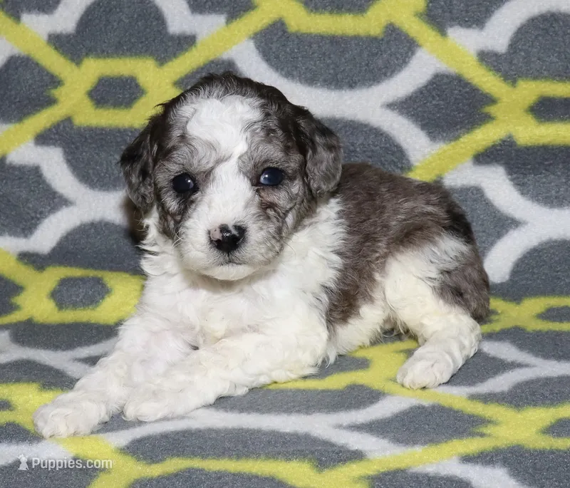 Hartlee Bk merle parti F – Poodle - Miniature  puppy for sale in Lovely, KY