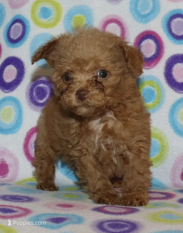 Double T Summer’s Apricot M – Poodle - Toy  puppy for sale in Lovely, KY
