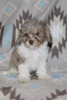 Harlee’s Br merle parti F, a female Poodle - Miniature  for sale in Lovely, KY – 4 of 10