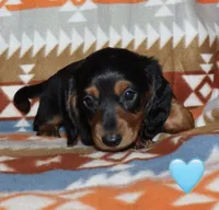 Flossy’s Male, a male Miniature Dachshund for sale in Lovely, KY – 9 of 10