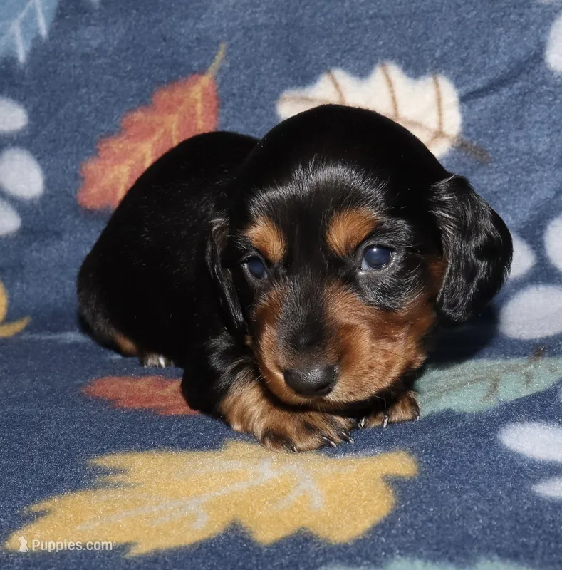Flossy’s Male – Miniature Dachshund puppy for sale in Lovely, KY