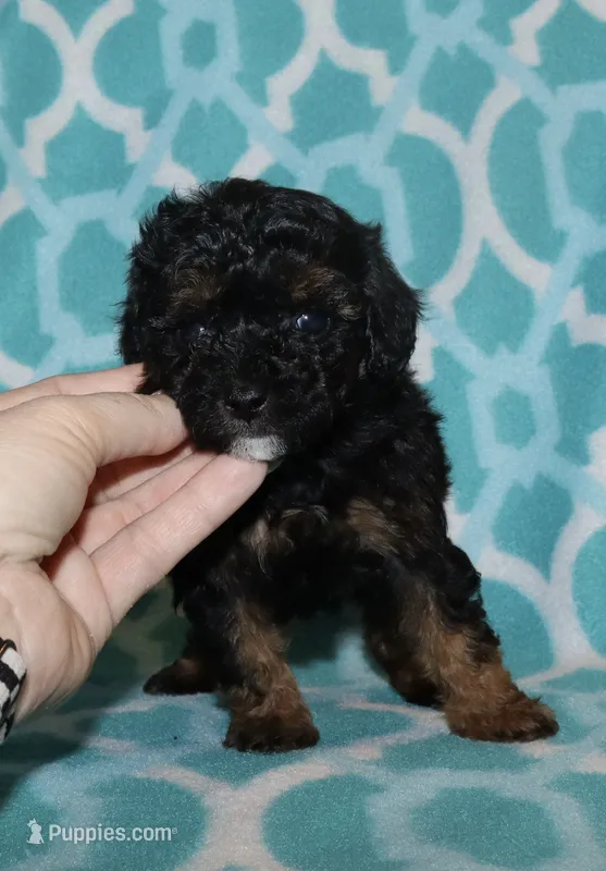 Harlee’s Phantom M – Poodle - Miniature  puppy for sale in Lovely, KY