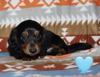 Flossy’s Male, a male Miniature Dachshund for sale in Lovely, KY – 8 of 10