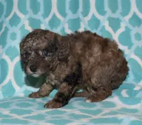 Harlee’s brown Merle M, a male Poodle - Miniature  for sale in Lovely, KY – 4 of 9