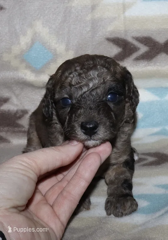 Harlee’s Merle M – Poodle - Miniature  puppy for sale in Lovely, KY