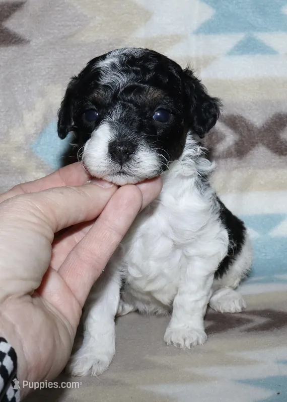 Harlee’s Bl&W M – Poodle - Miniature  puppy for sale in Lovely, KY