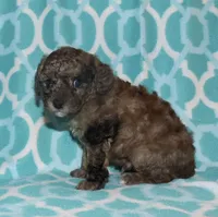 Harlee’s brown Merle M, a male Poodle - Miniature  for sale in Lovely, KY – 7 of 9