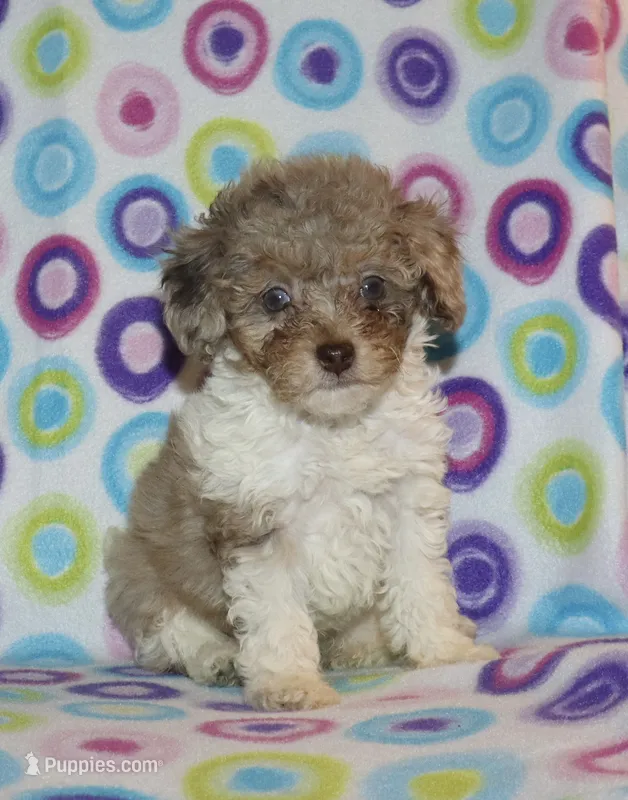 Harlee’s Br merle parti F – Poodle - Miniature  puppy for sale in Lovely, KY