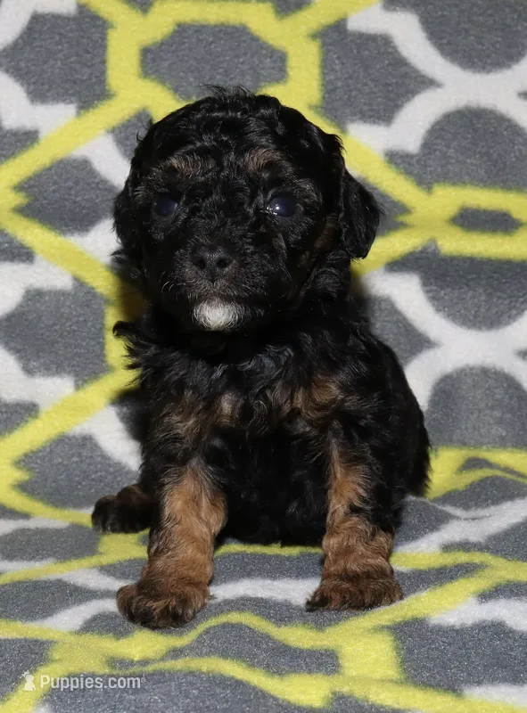 Harlee’s Phantom M – Poodle - Miniature  puppy for sale in Lovely, KY