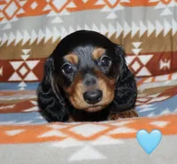 Flossy’s Male, a male Miniature Dachshund for sale in Lovely, KY – 5 of 10