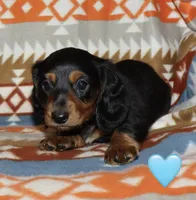 Flossy’s Male, a male Miniature Dachshund for sale in Lovely, KY – 2 of 10