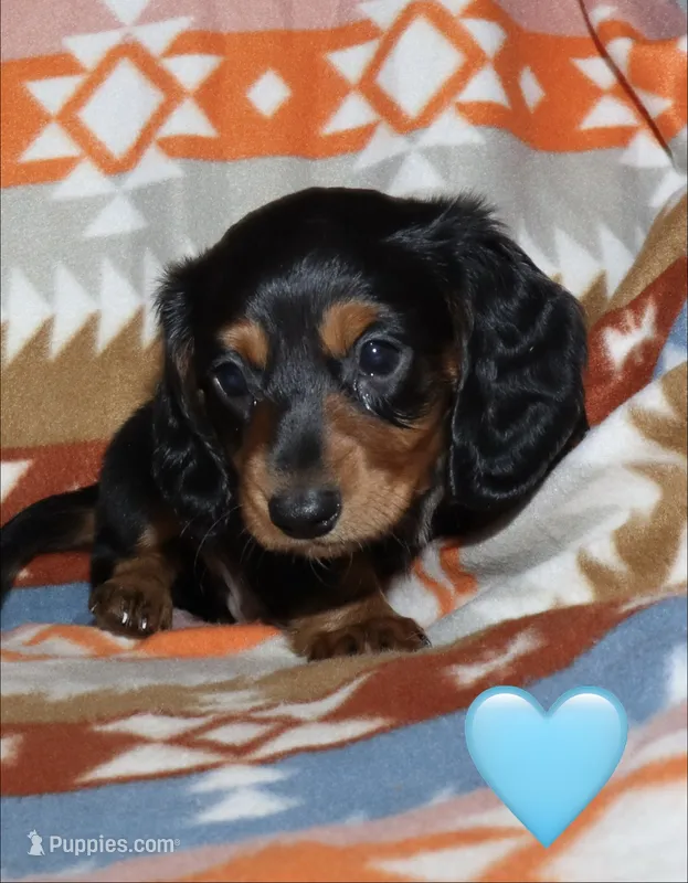 Flossy’s Male – Miniature Dachshund puppy on hold in Lovely, KY