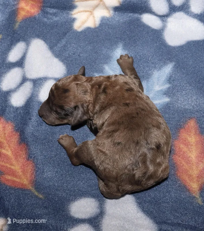 Harlee’s Merle M – Poodle - Miniature  puppy for sale in Lovely, KY