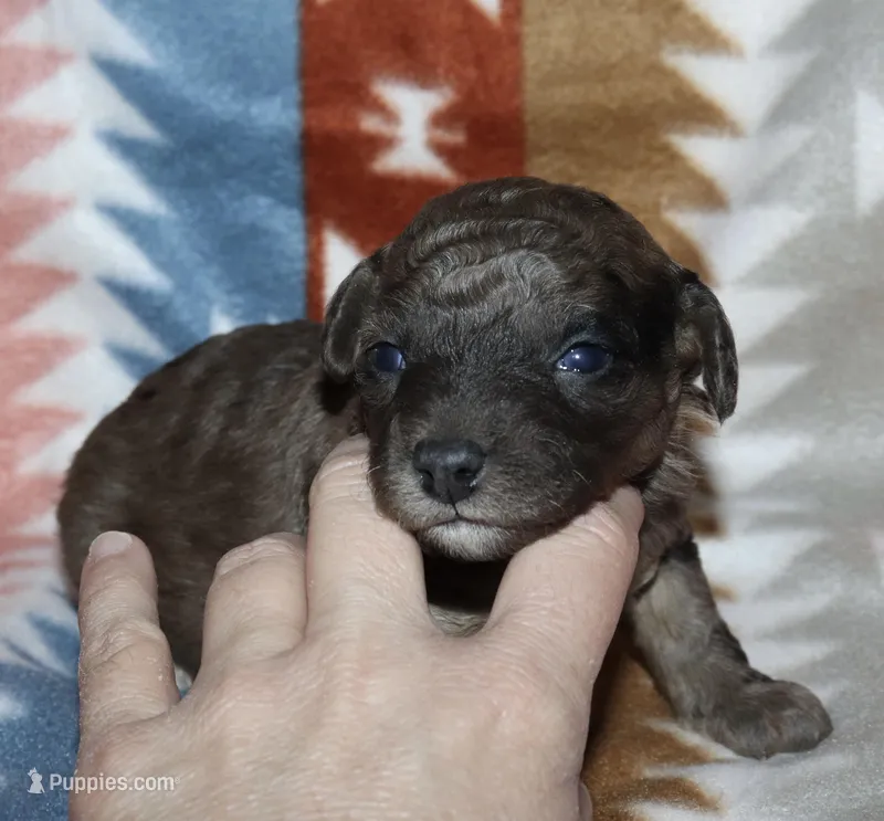 Harlee’s Merle M – Poodle - Miniature  puppy for sale in Lovely, KY