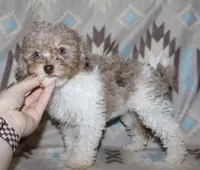 Harlee’s Br merle parti F, a female Poodle - Miniature  for sale in Lovely, KY – 7 of 10
