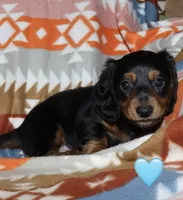 Flossy’s Male, a male Miniature Dachshund for sale in Lovely, KY – 7 of 10