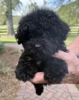 Macey, a female Yorkipoo for sale in Groveton, TX – Photo 3 of 5