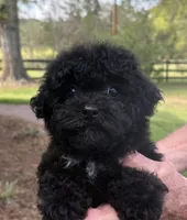 Macey, a female Yorkipoo for sale in Groveton, TX – Photo 1 of 5