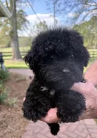 Macey, a female Yorkipoo for sale in Groveton, TX – Photo 4 of 5