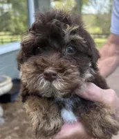 Leo, a male Yorkipoo for sale in Groveton, TX – Photo 2 of 5