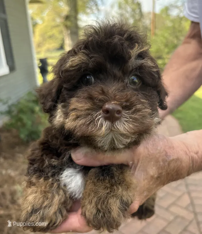 Leo – Yorkipoo puppy for sale in Groveton, TX