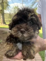 Leo, a male Yorkipoo for sale in Groveton, TX – Photo 5 of 5