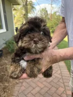 Leo, a male Yorkipoo for sale in Groveton, TX – Photo 4 of 5