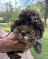 Leo, a male Yorkipoo for sale in Groveton, TX – Photo 3 of 5