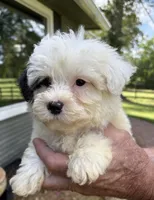 Rocky, a male Yorkipoo for sale in Groveton, TX – 2 of 4