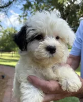 Rocky, a male Yorkipoo for sale in Groveton, TX – 3 of 4