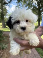 Rocky, a male Yorkipoo for sale in Groveton, TX – 1 of 4