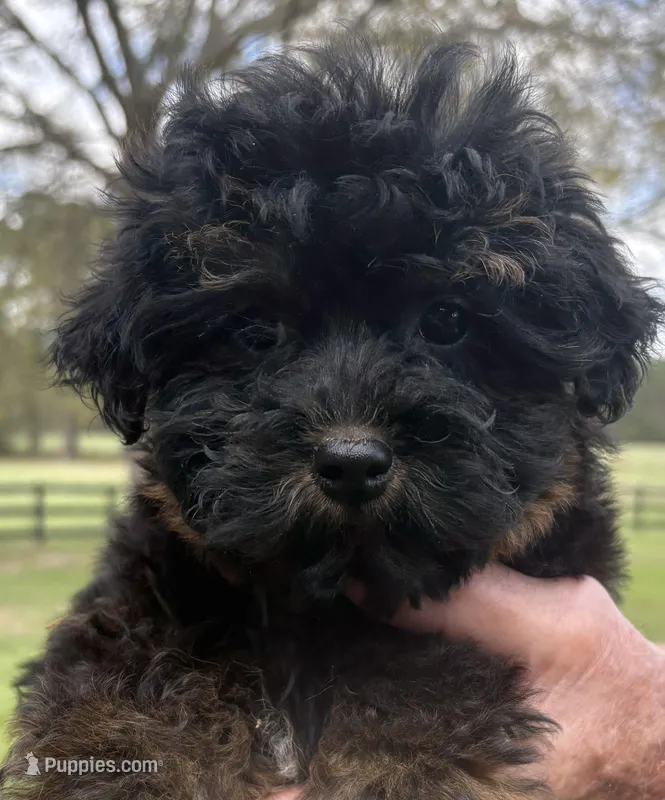 Princess – Yorkipoo puppy for sale in Groveton, TX