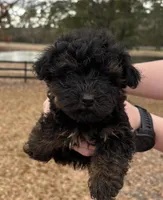 Princess, a female Yorkipoo for sale in Groveton, TX – Photo 2 of 3