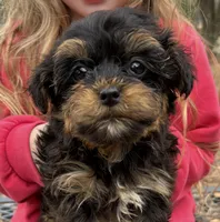 Peanut, a male Yorkipoo for sale in Groveton, TX – Photo 1 of 3