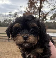 Peanut, a male Yorkipoo for sale in Groveton, TX – Photo 2 of 3