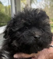 Toby, a male Yorkipoo for sale in Groveton, TX – Photo 5 of 6