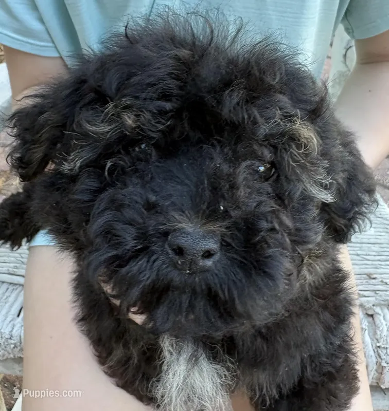 Toby – Yorkipoo puppy for sale in Groveton, TX