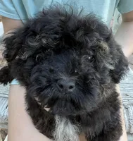 Toby, a male Yorkipoo for sale in Groveton, TX – Photo 1 of 3