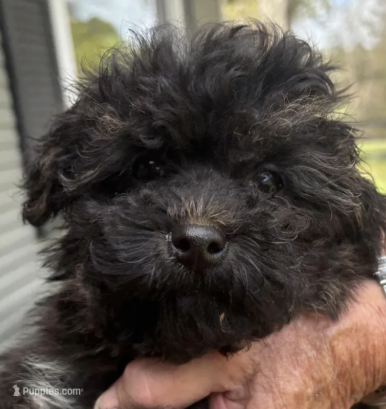 Toby – Yorkipoo puppy for sale in Groveton, TX