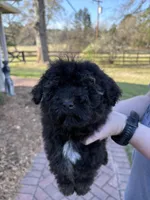 Toby, a male Yorkipoo for sale in Groveton, TX – Photo 2 of 3